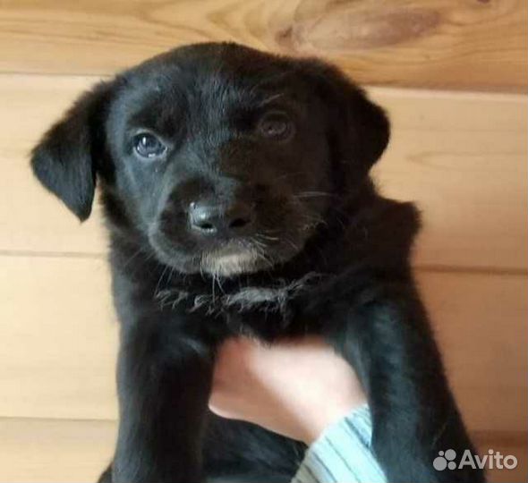 Собака в добрые руки отдам бесплатно щенки