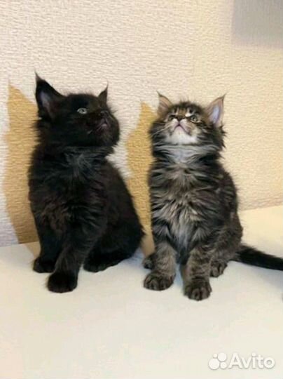 Обязательные гиганты переезжают