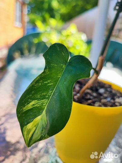 Филодендрон магическая маска вариегатная