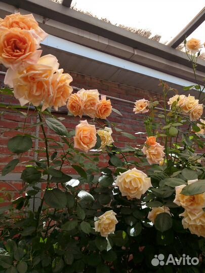 Розы садовая саженцы