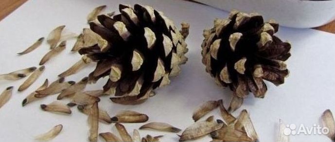 Семена ели от производителя