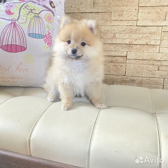 Шпице мишки