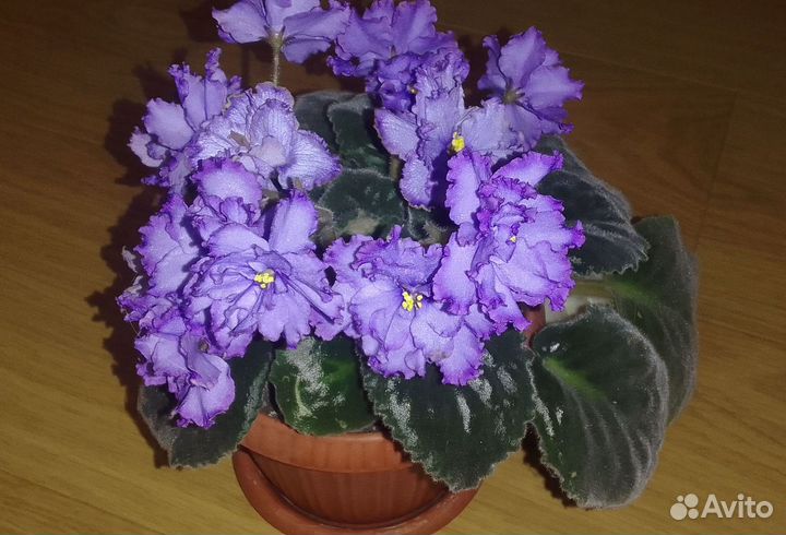 Blue dragon фиалка цветущая