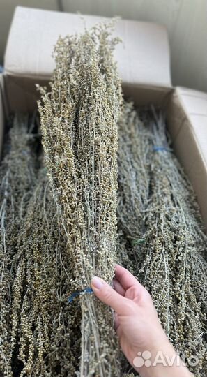 Полынь горькая