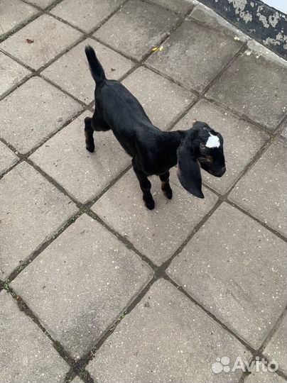 Англо нубийские козлята