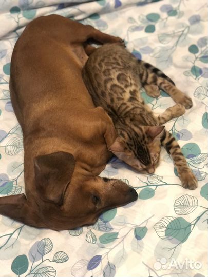 Бенгальская девочка