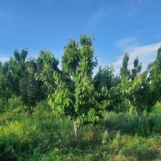 Участок 27 сот. (ИЖС)