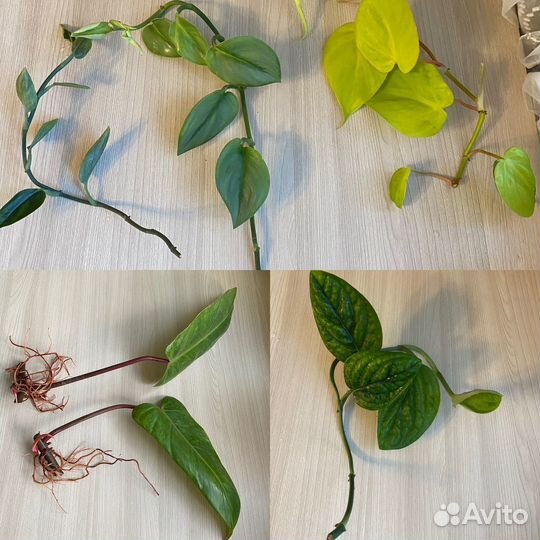 Комнатные растения цветы