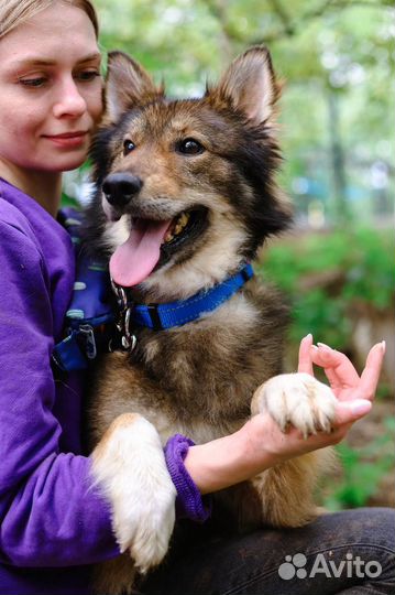 Ждёт хозяев