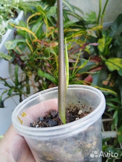 Каладиум Лягушка в блендере (Frog in Blender)