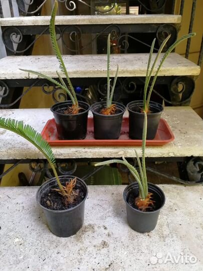 Саговник-Цикас