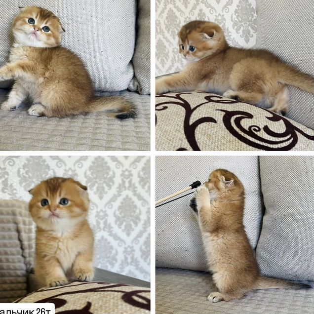 Шотландский вислоухий короткошёрстный котёнок