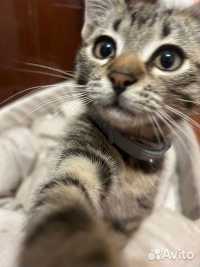 Отдам котенка в добрые руки