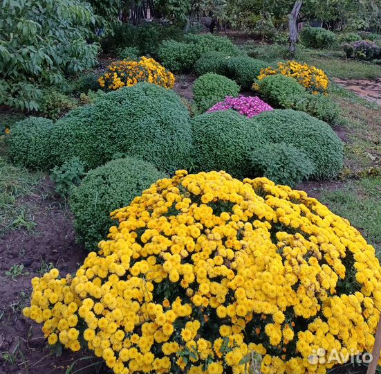 Мультифлора