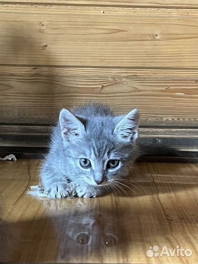 Котята девочки