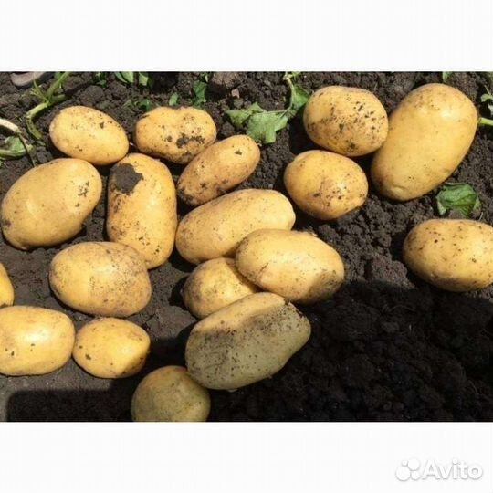 Картофель продам
