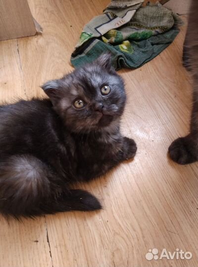 Котята экзоты в добрые руки