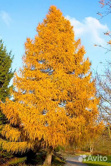 Лиственница европейкая