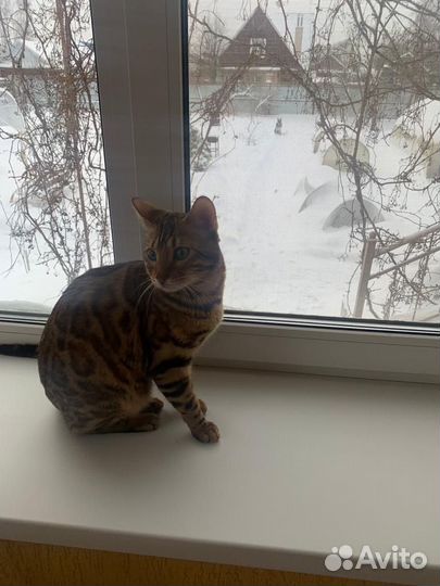 Бенгальский кот вязка