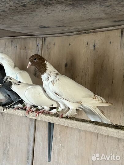 Голуби бакинские