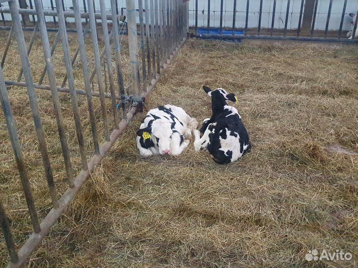 Бычки мясного направление Бесплатная доставка