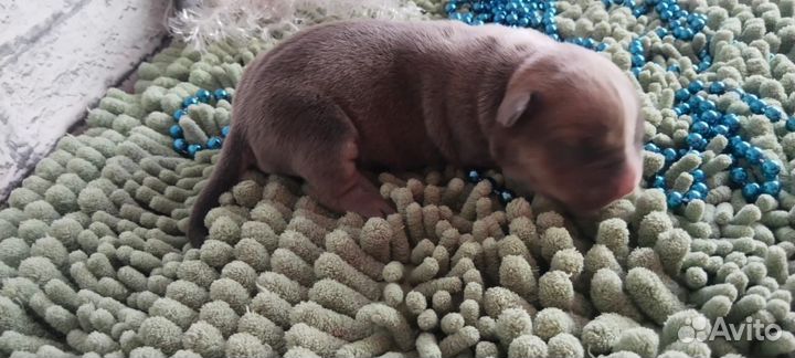 Парень триколор