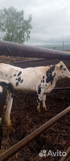 Телки молодые