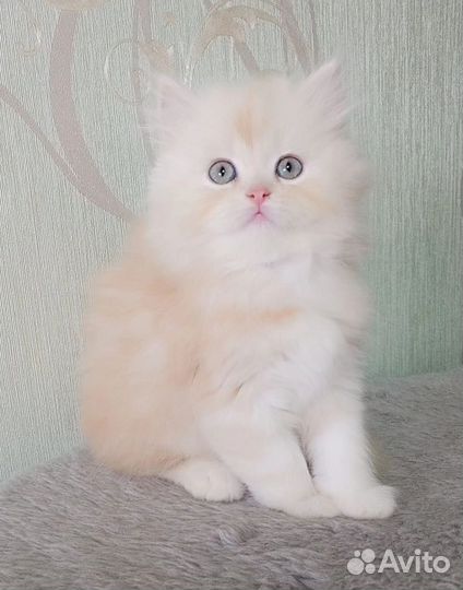 Котята персидские шиншиллы