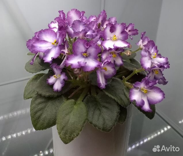 Цветущие фиалки