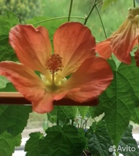 Абутилоны (комнатный клен )
