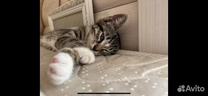 Котята в добрые руки даром