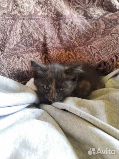 Котята в самые добрые руки