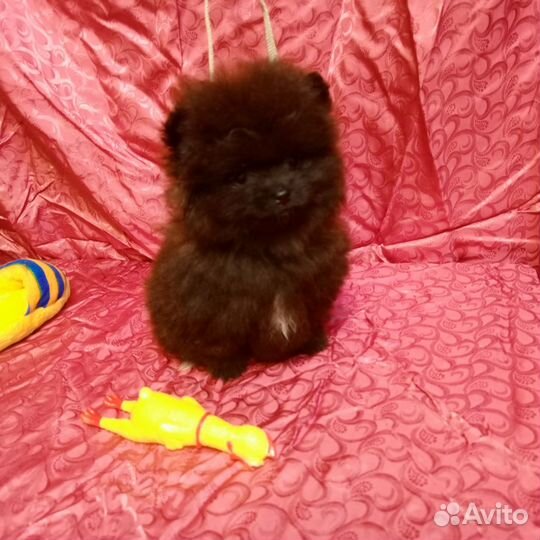 Померанский шпиц
