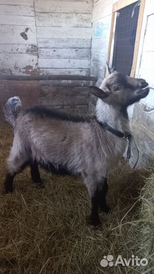 Чешский козел