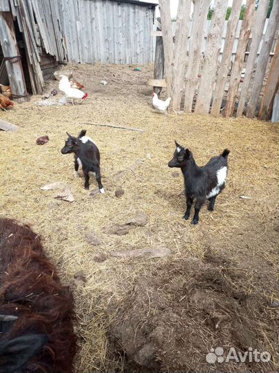 Продам козу, козла, козлят