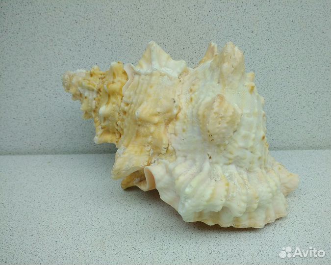 Бурса Лиссостома 14,4 морская ракушка раковина