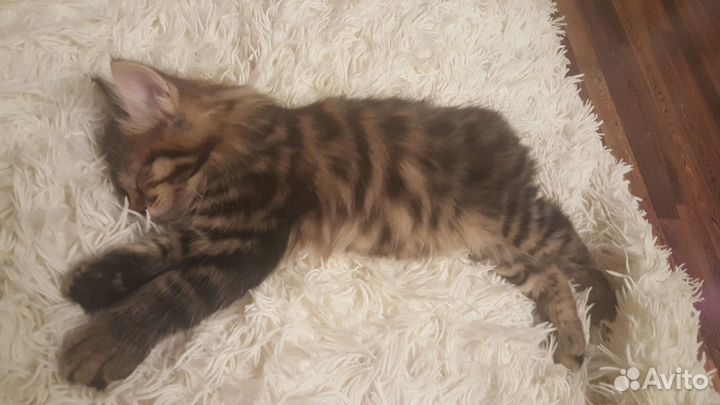 Котята Курильского Бобтейла