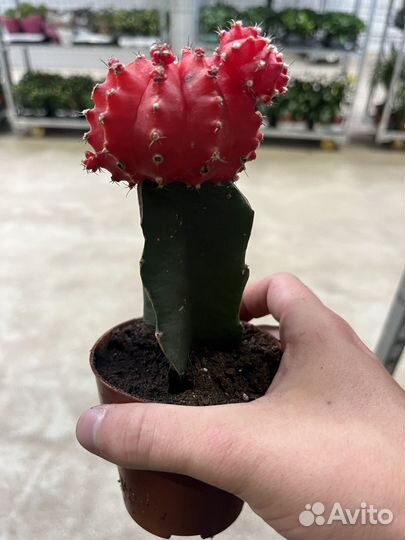 Гимнокалициум Михановича, кактус