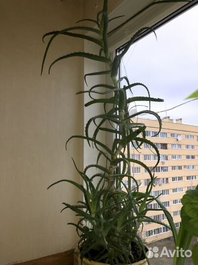 Алоэ столетник срез 60 см