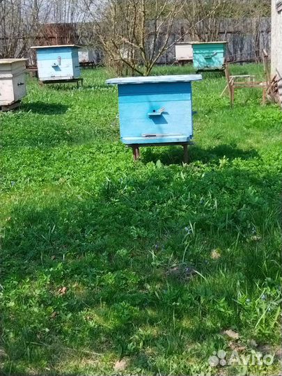 Улей с пчёлами