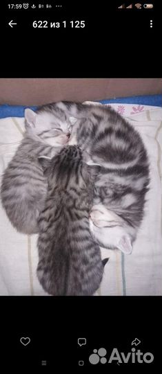 Шотландские котята