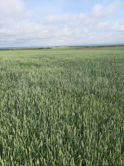 Участок 30 га (СНТ, ДНП)