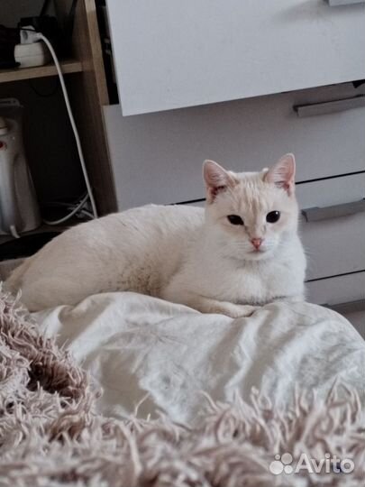 Отдам кота в добрые руки