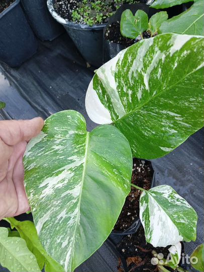 Алоказия, Филодендрон, Монстера,Сингониум,Банан