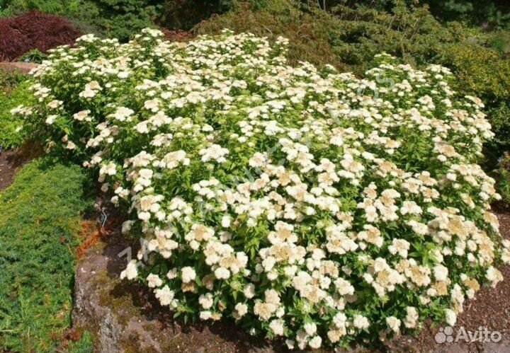 Спирея альбифлора