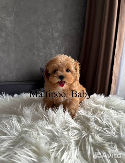 Мальтипу мини ф1 девочка