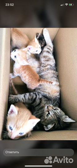Котята в добрые руки