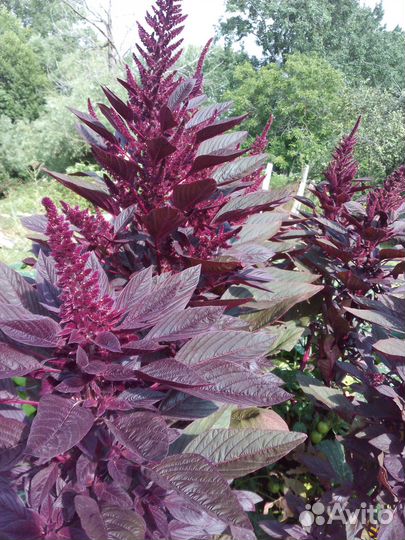 Семена амарантов