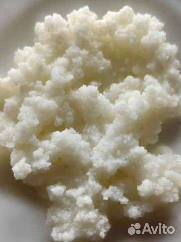 Кефирный гриб