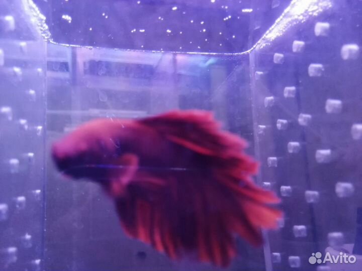 Аквариум новый 240л и много других